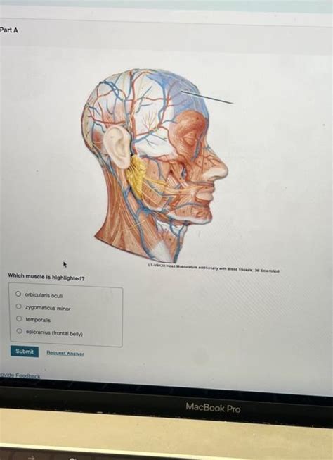 Solved Which Muscle Is Highlighted Orbicularis Oculi Chegg