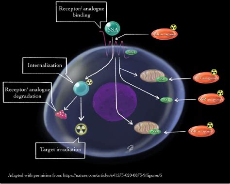 depicting advantages of somatostatin antagonist over somatostatin... | Download Scientific Diagram