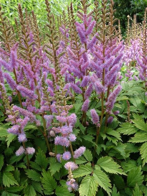 Stauden Stade Versand Shop Astilbe Chinensis Var Pumila Teppich