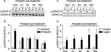 Impact Of Chronic Prolactin Treatment On Obrb And Prl R Signaling