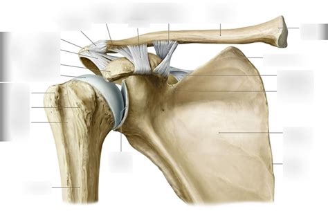 Schaubild Schultergelenk Quizlet