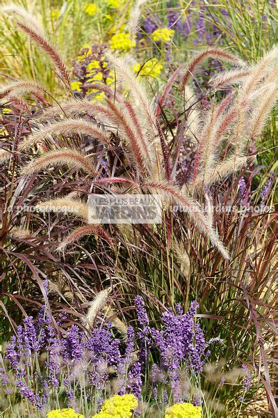 la photothèque LES PLUS BEAUX JARDINS Association Pennisetum x