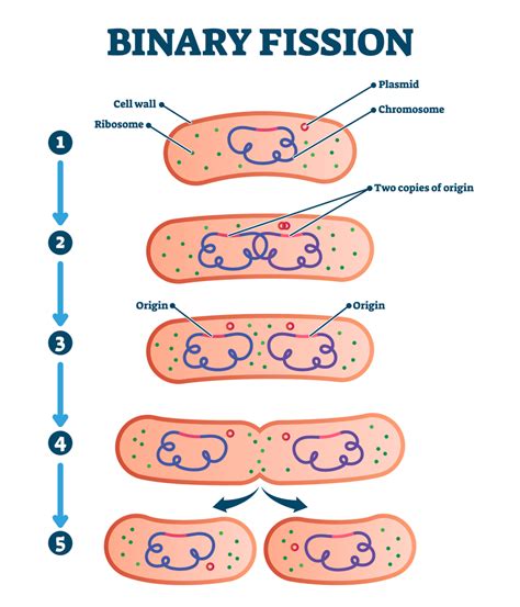 How Does Cell Division Work A Step By Step Process