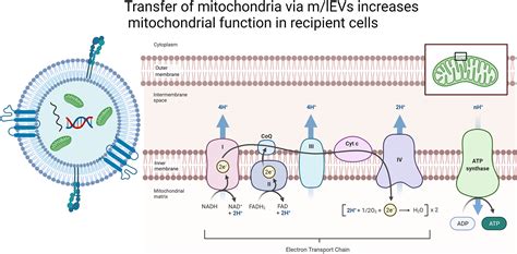 Delivery Of Mitochondria Via Extracellular Vesicles A New Horizon In