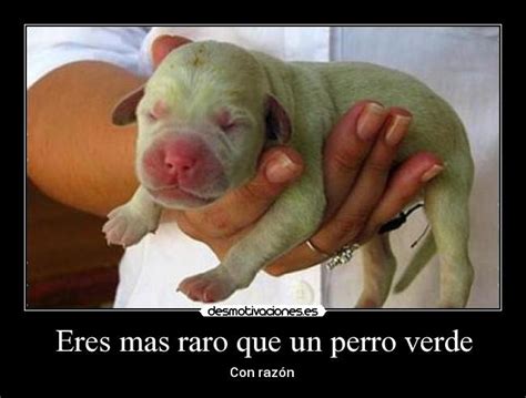 Eres Mas Raro Que Un Perro Verde Desmotivaciones