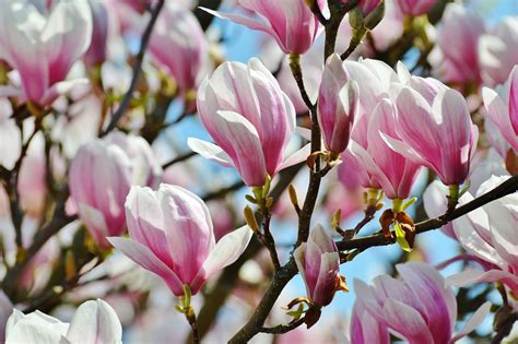 Magnolie Frühling Blüten · Kostenloses Foto Auf Pixabay