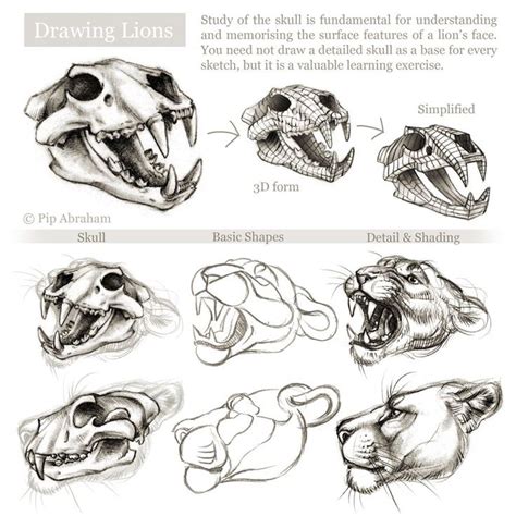 Tutorial Drawing The Head And Face Of A Lion By Oxpecker On Deviantart