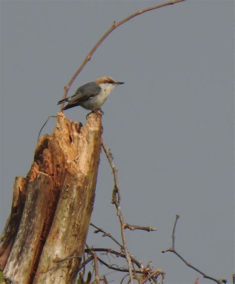 Sitta PusillaDFL Btr21 4 Brown Headed Nuthatch Flickr