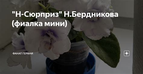 "Н-Сюрприз" Н.Бердникова (фиалка мини) | Фанат герани | Дзен