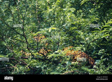 Camouflage leopard or panther panthera pardalis Stock Photo: 26909834 ...