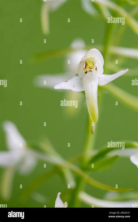 Lesser Butterfly Orchid Platanthera Bifolia Stock Photo Alamy