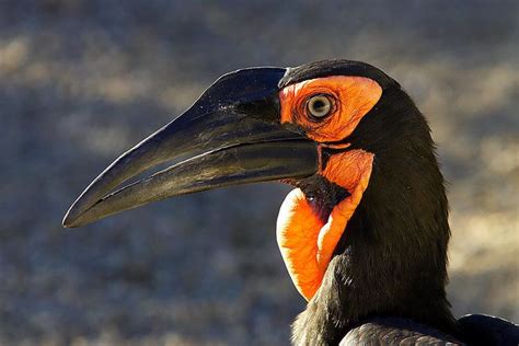 Hornbill ~ Complete Wiki with Photos | Videos