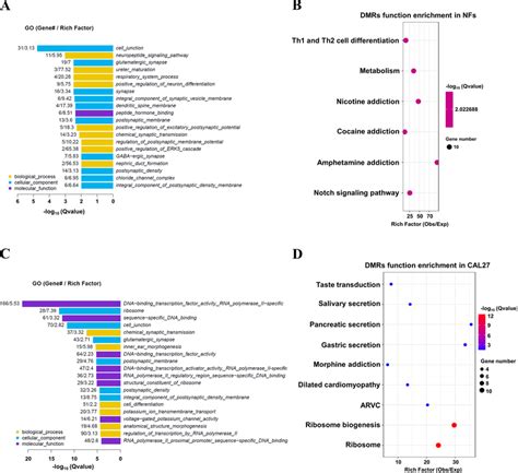 GO And KEGG Enrichment Analysis Of DMRs In The Promoter Region In NFs