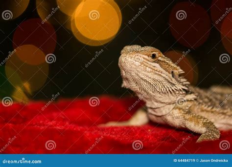 Bearded Dragon stock image. Image of celebration, face - 64484719