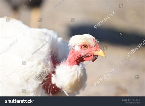 Naked Neck Big White Chicken Stock Photo Shutterstock