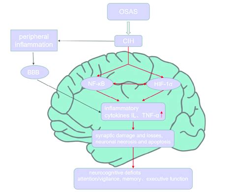 Inflammation and cognitive impairment in OSAS. CIH, the characteristic... | Download Scientific ...