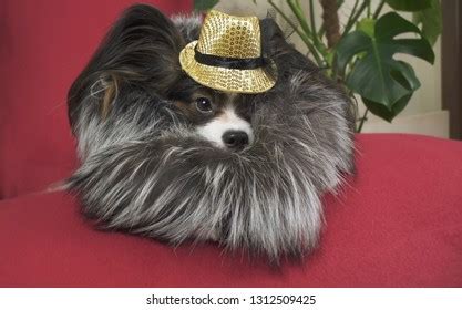 papillon dog beautiful suit fur coat stock photo  shutterstock