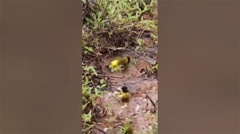 Cabezita negra en la naturaleza - YouTube