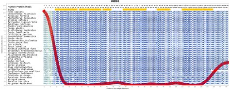 UBE2D2 Gene - GeneCards | UB2D2 Protein | UB2D2 Antibody