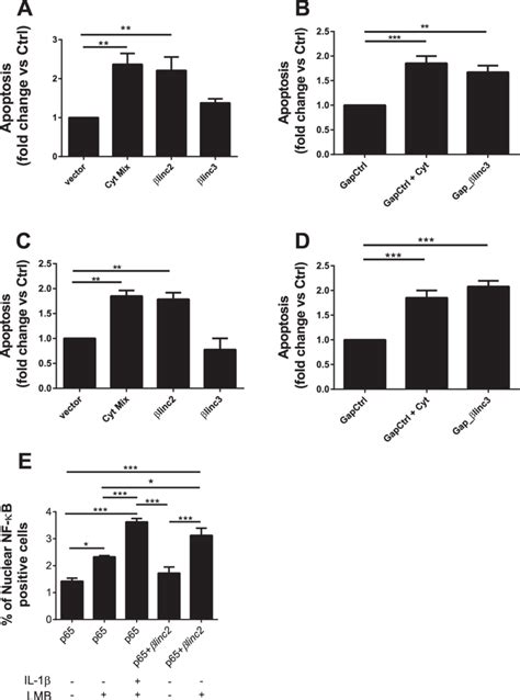 Overexpression And Downregulation Of The Lncrnas Blinc2 And Blinc3