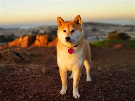 Chó Shiba Inu Những Thông Tin Cơ Bản Cần Biết Về Chó Shiba Inu Cách