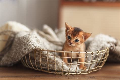 Cuántas horas debe dormir un gato Abisinio Blog de ADOPTA un Animal