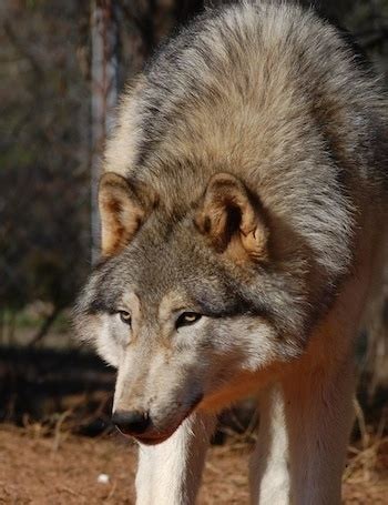 Wolfdog Information and Pictures