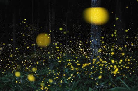 Amazing Firefly Photography By Tsuneaki Hiramatsu Gessato