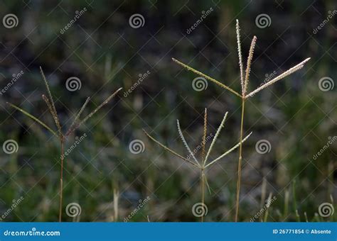 Bermuda Grass Flowers Stock Photo Image Of Grass Closeup 26771854