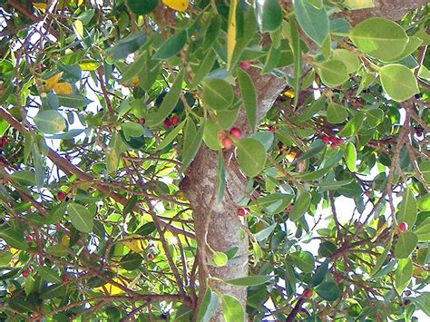 Scientific Name Of Banyan Tree Leaf | Leafandtrees.org