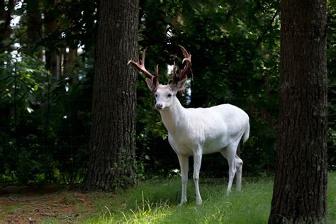 Rare Albino Deer Spotted In Nc Neighborhood
