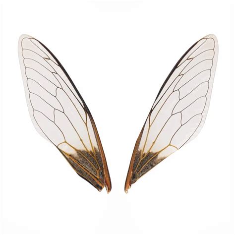 Cicada wings isolated — Stock Photo © chungking #16164539