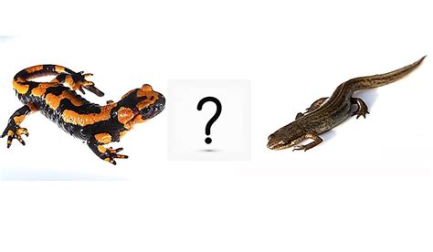 What Are The Differences Between Salamanders And Newts? - WorldAtlas.com