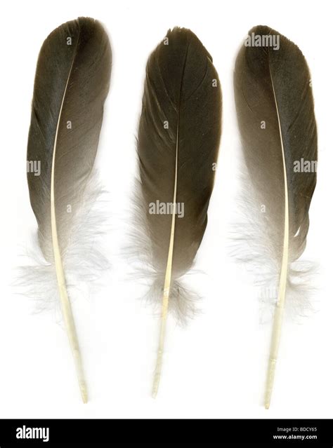 Three raven feathers on white background Stock Photo - Alamy