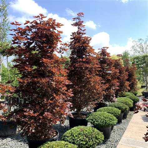 Buy Acer Platanoides Crimson Sentry Uk Plants Architectural Plants