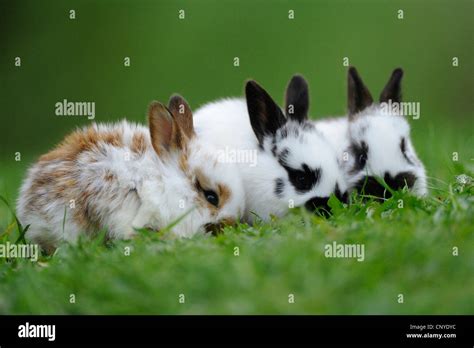 Domestic Rabbit Oryctolagus Cuniculus F Domestica Three Stained