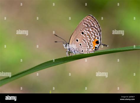 Malayan butterfly or the scientific name Megisba malaya is a small ...