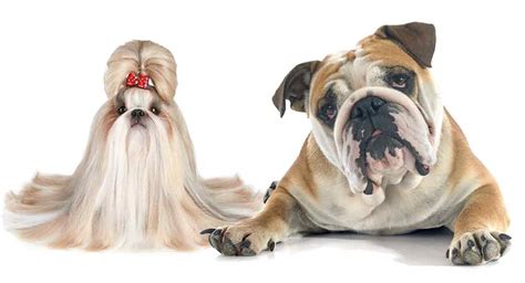 Shih Tzu Bulldog Mix - Is This Short-Muzzled Hybrid Right For You?