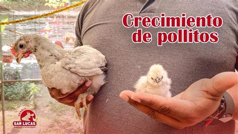 Actualizar Imagen El Crecimiento De Los Pollos Abzlocal Mx