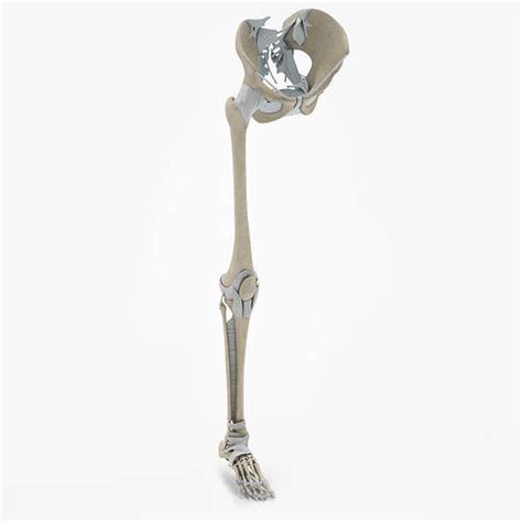 Lower Limb Skeleton 3D model | CGTrader