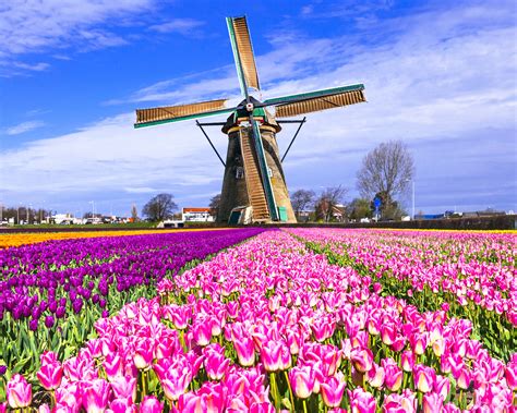Super Tulip Bike and Barge Tour - Netherlands | Tripsite