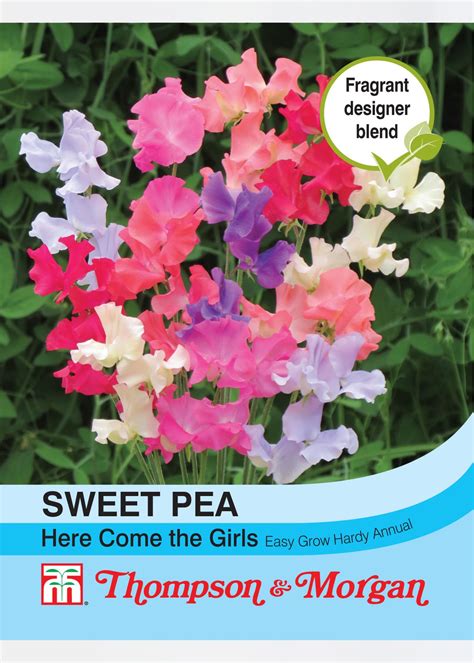 Sweet Pea Here Come The Girls Seeds Dobbies Garden Centres