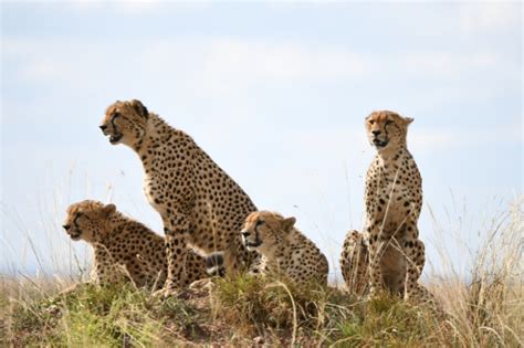 What Is A Group Of Cheetahs Called Cheetahs Collective Nouns