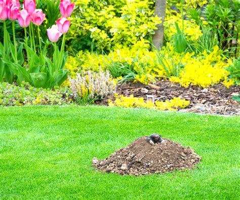 How To Get Rid Of Moles 4 Humane Ways And 2 To Avoid Homes And Gardens
