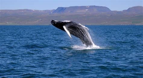 Whale Watching Tour Off Reykjavik S Faxafloi Bay