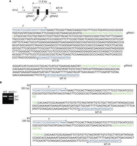 Regulation Of Alternative Polyadenylation By Nkx2 5 And Xrn2 During