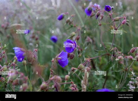 Purple Wildflowers Flowers In Bloom During The Scottish Summer With A