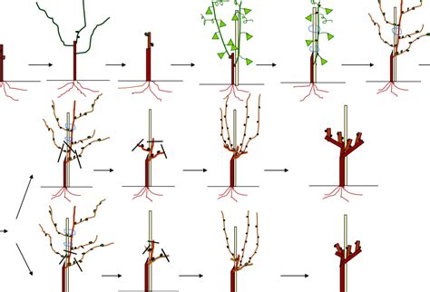 Guía completa de poda de vid técnicas consejos y pasos fundamentales