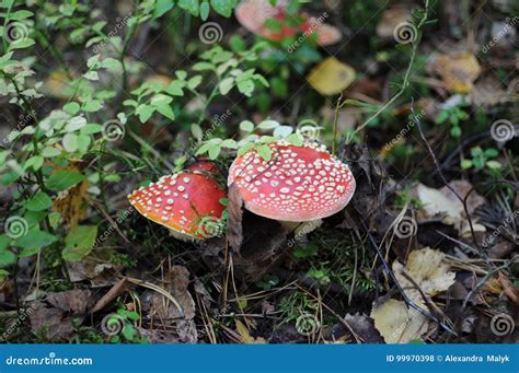 Red Amanita, Poisonous Organism, Close Up Shot Stock Photo - Image of ...