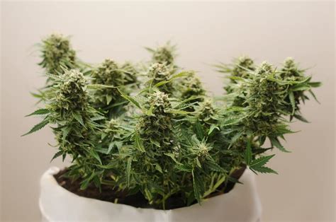 Micro Growing Cannabis Premium Cultivars